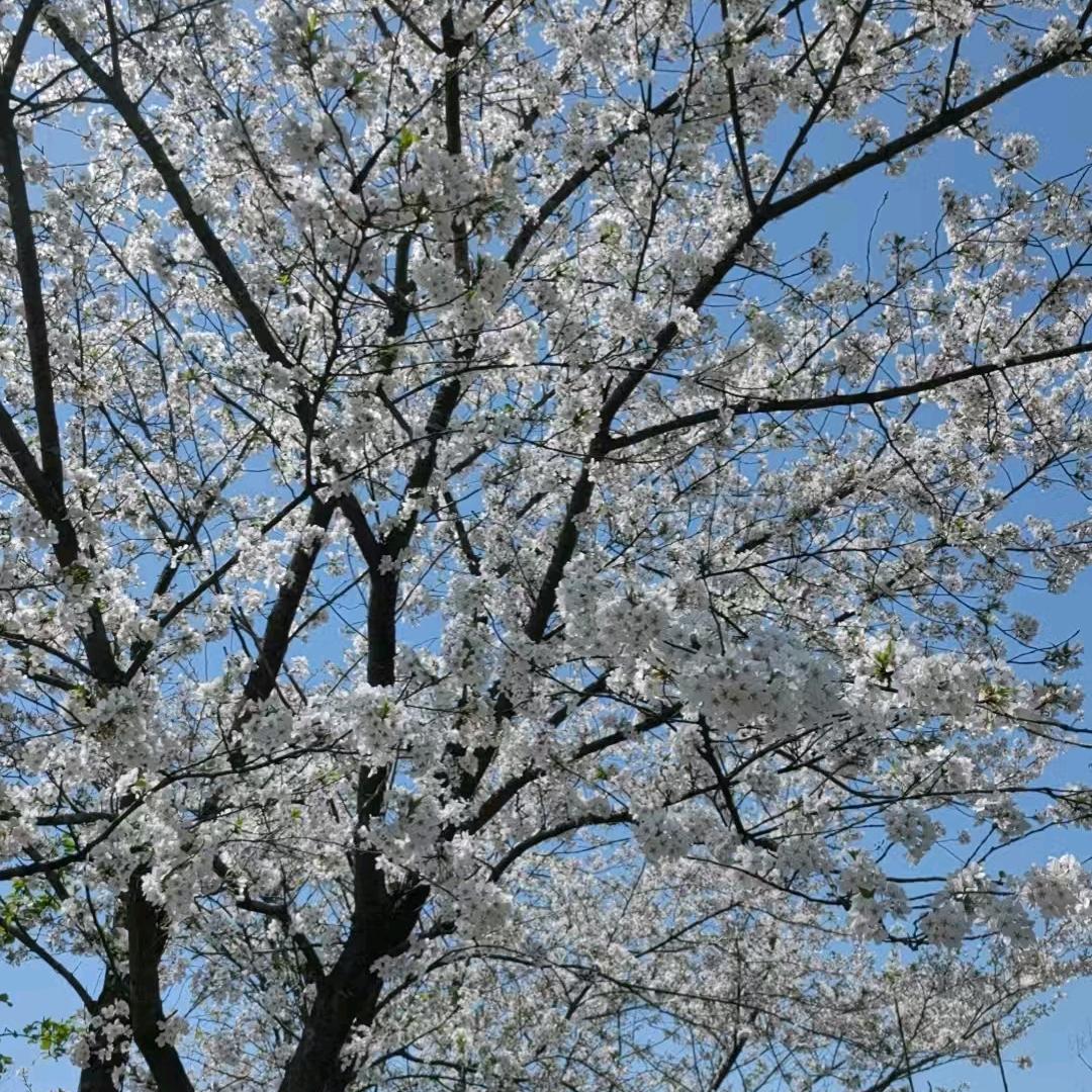 乡村幺妹
