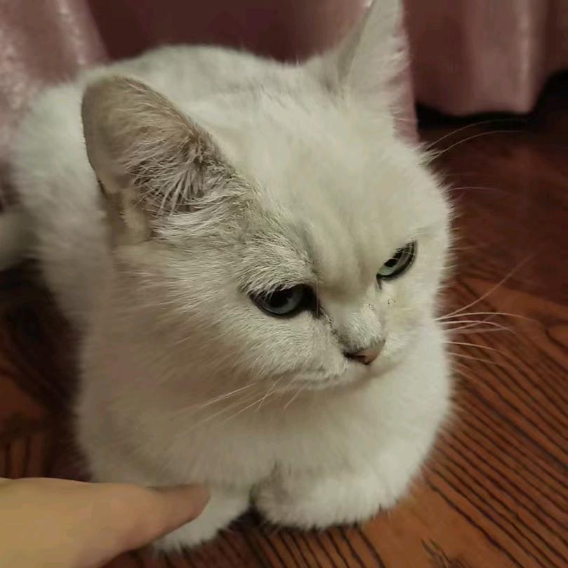 元宝是只喵