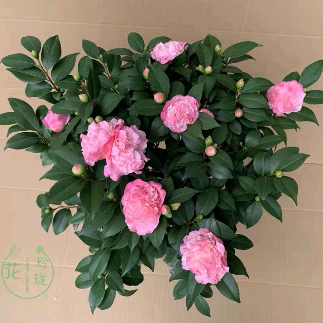 农夫与绿植