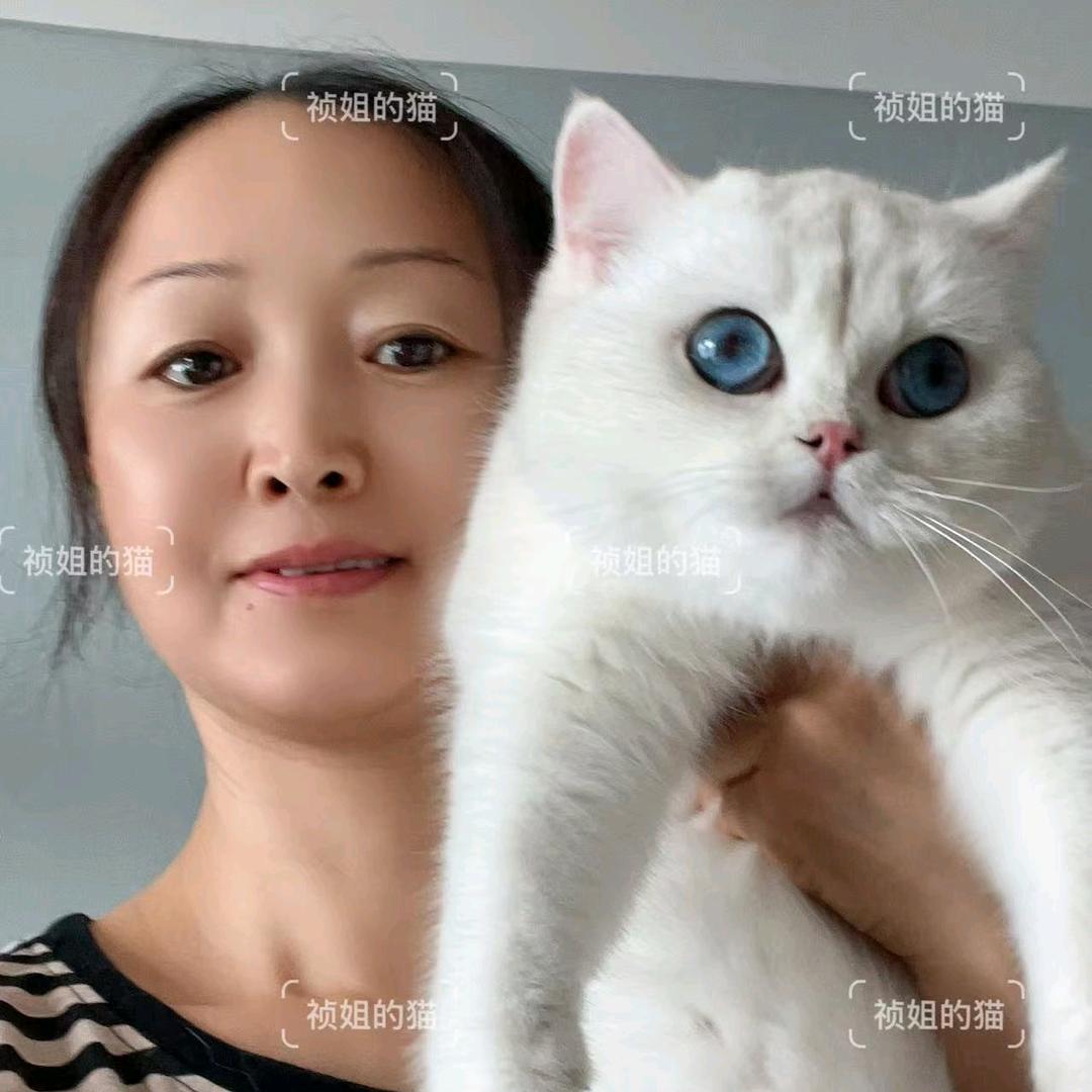 唐山祯姐家养纯种猫