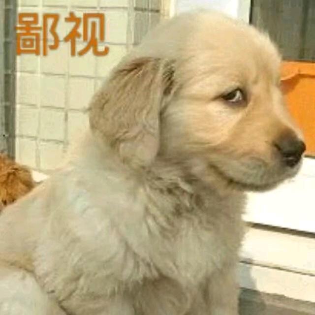 一颗土狗