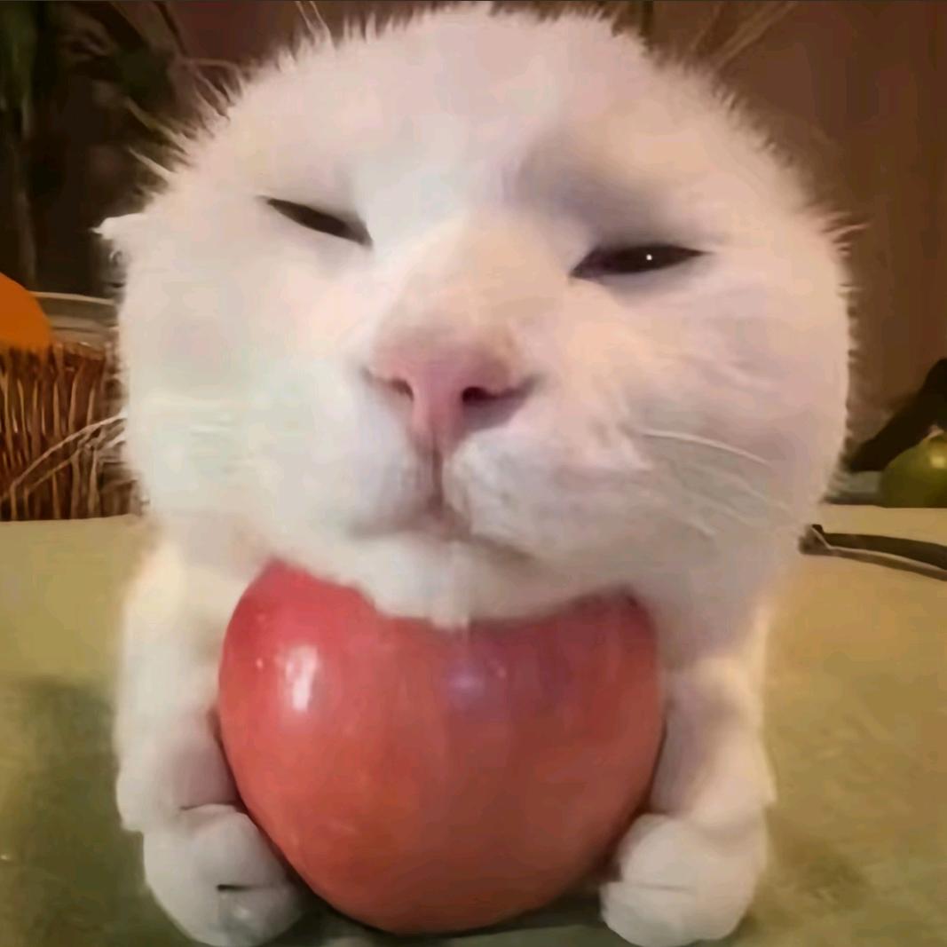 猫猫雨