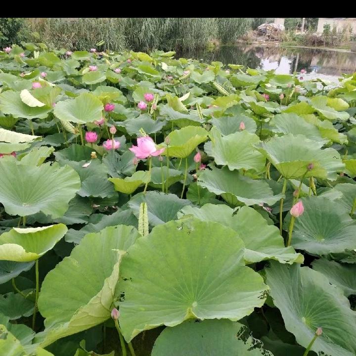 思念