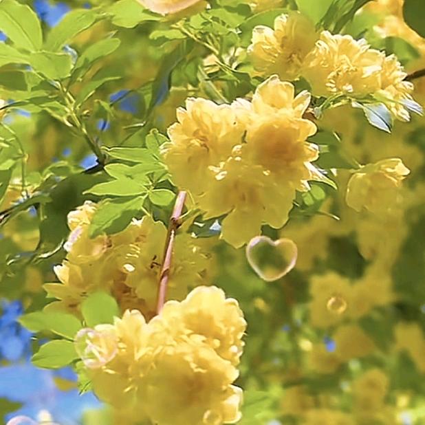 向日葵🌻🌻