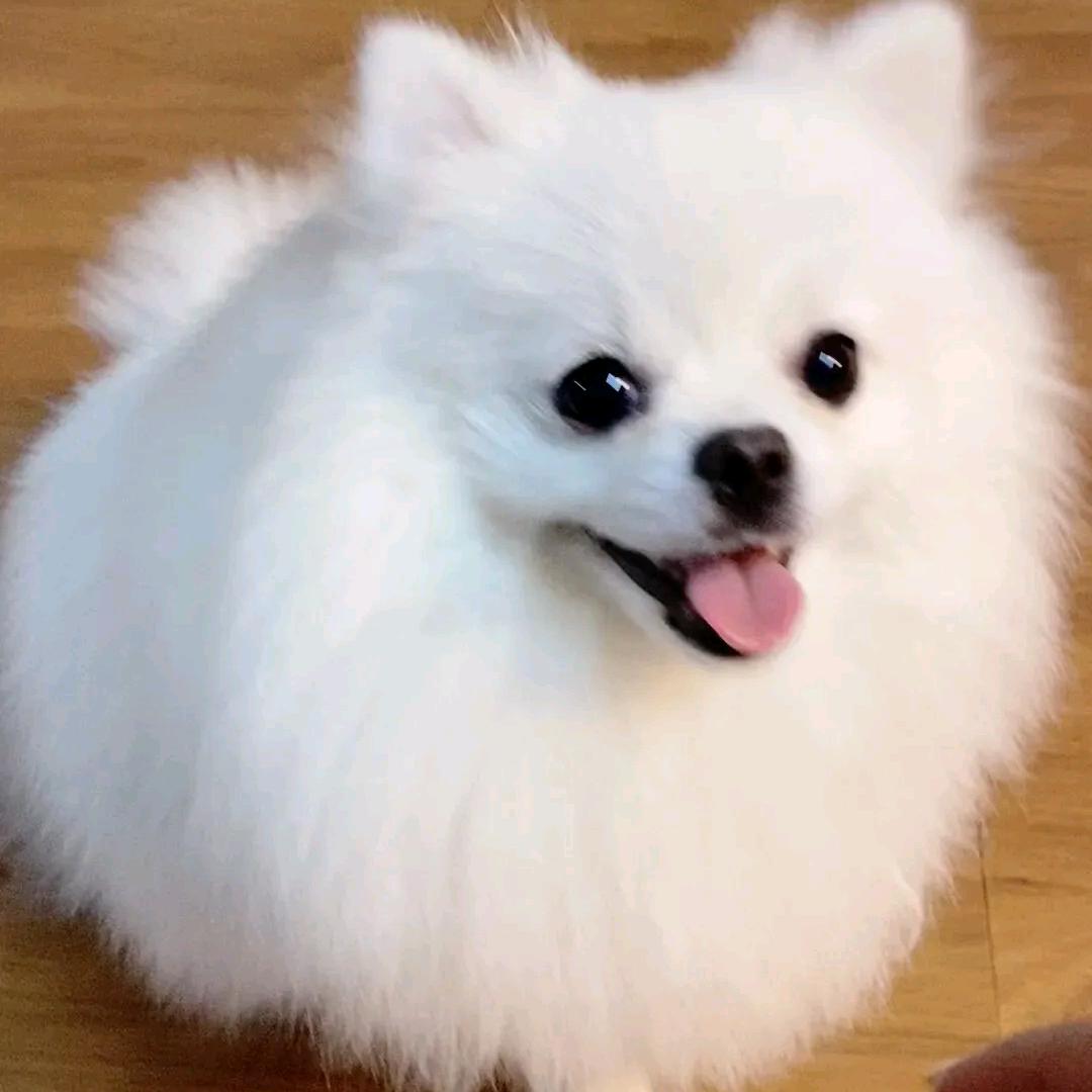 泡菜鱼鱼yu