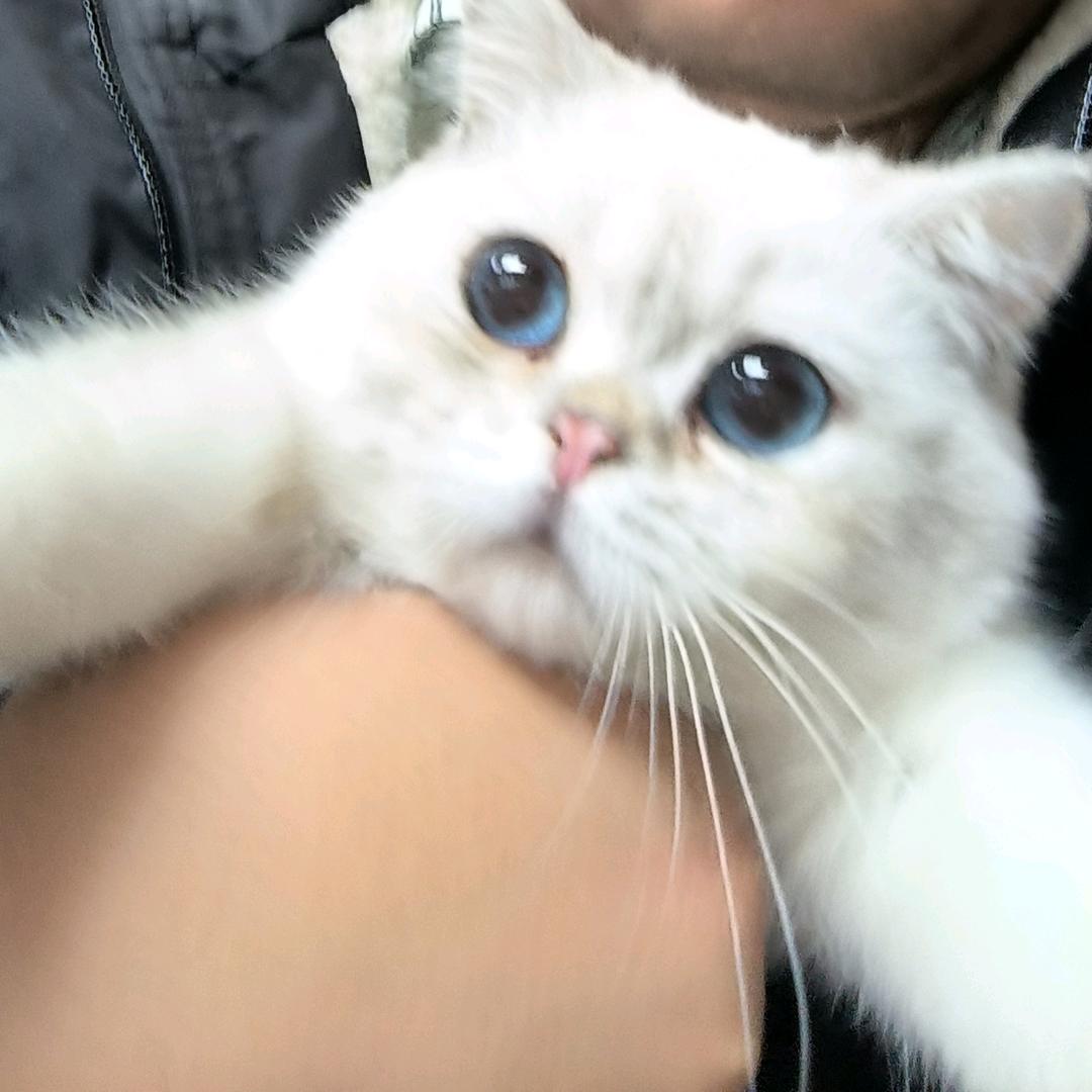 尼打也