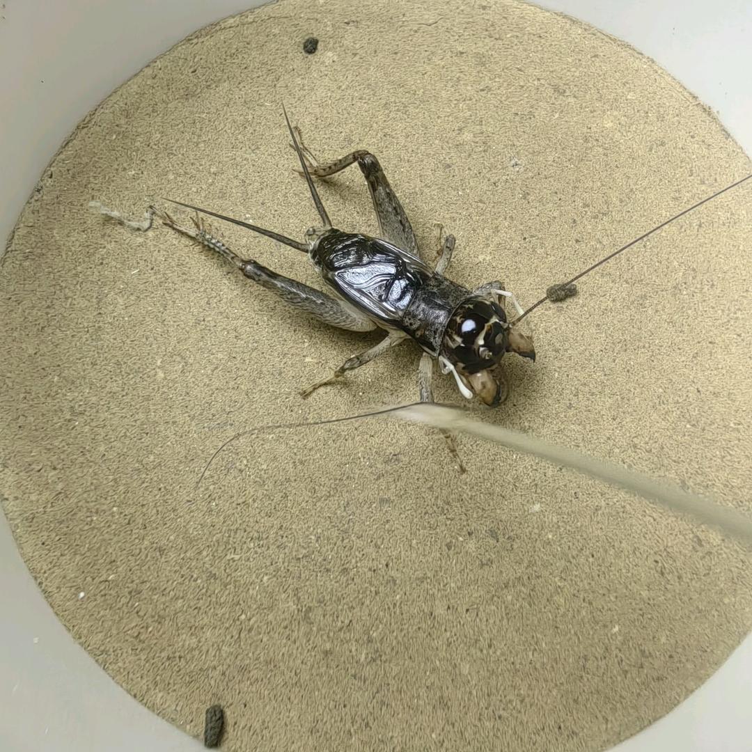 乐陵光头野生蛐蛐