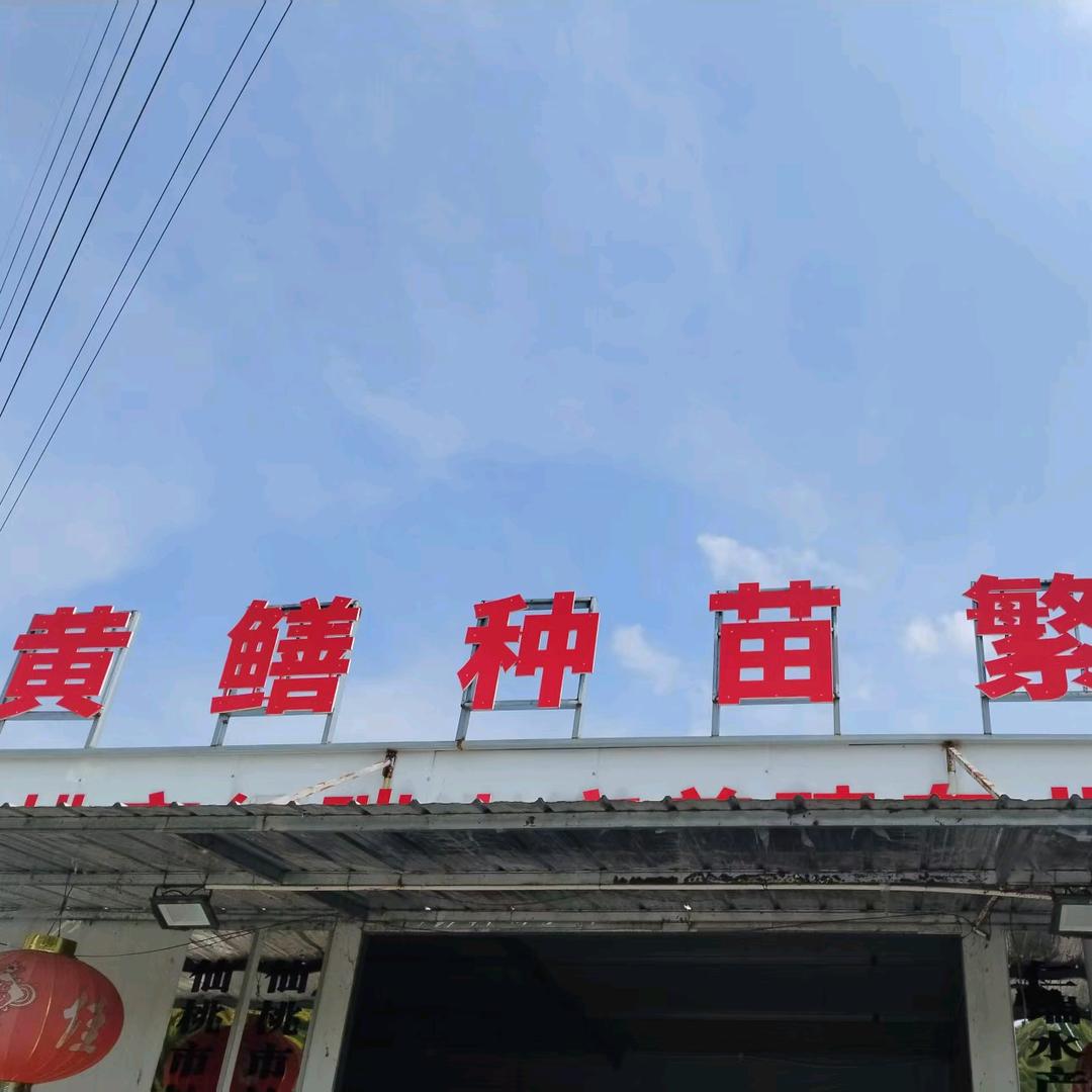 仙桃黄鳝养殖基地