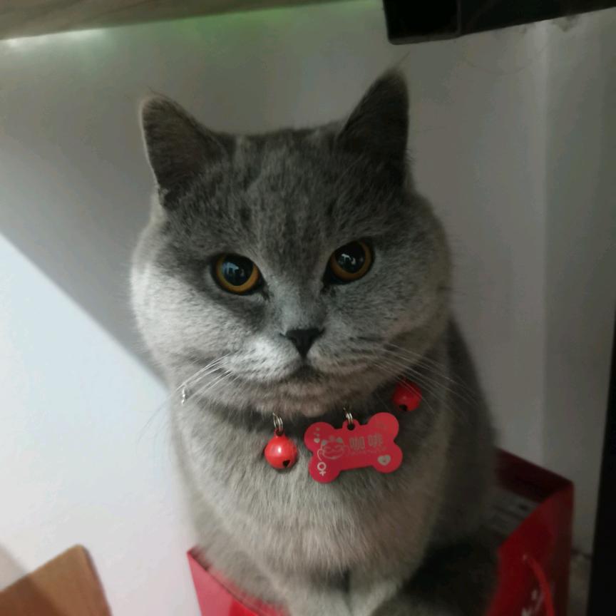 咖啡是只猫🐱