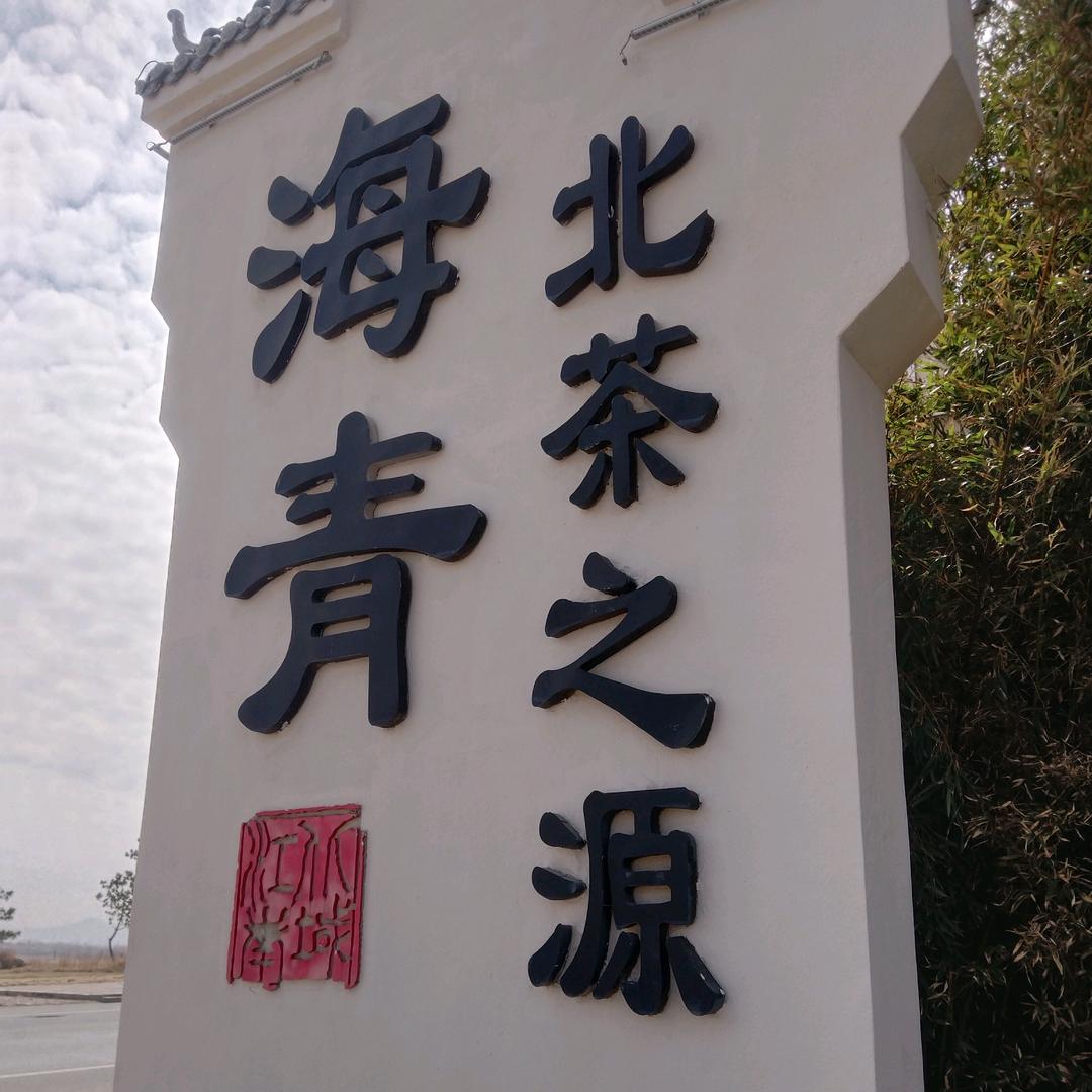 许建华，海青茶崂山茶