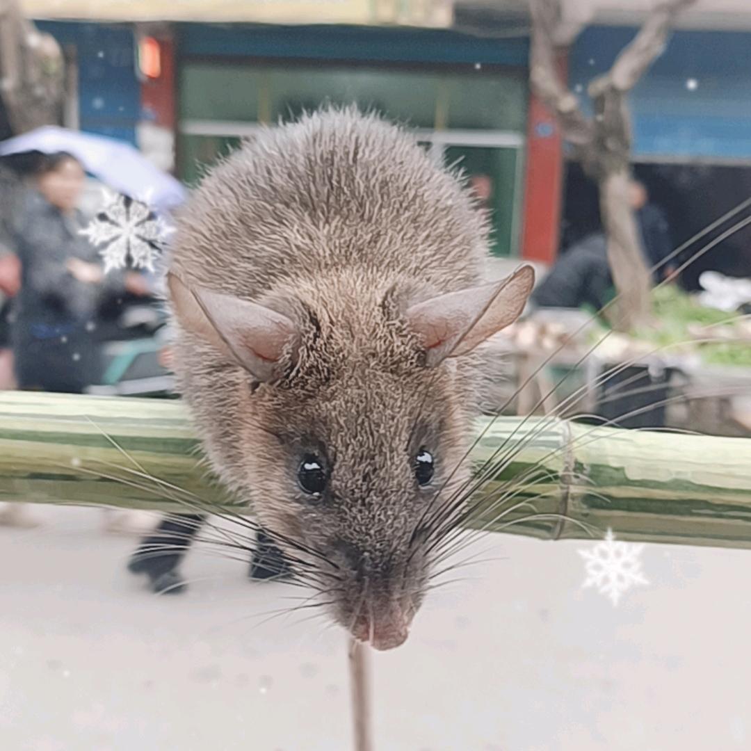 老鼠训练营