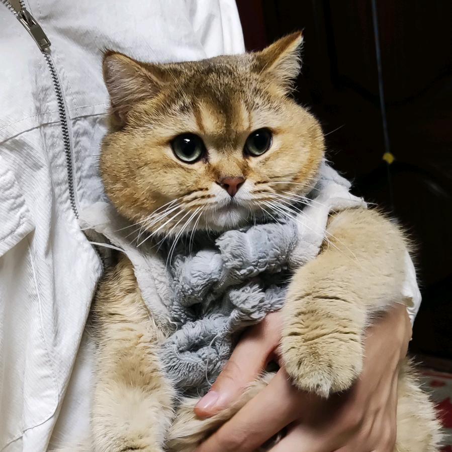 柠檬不酸