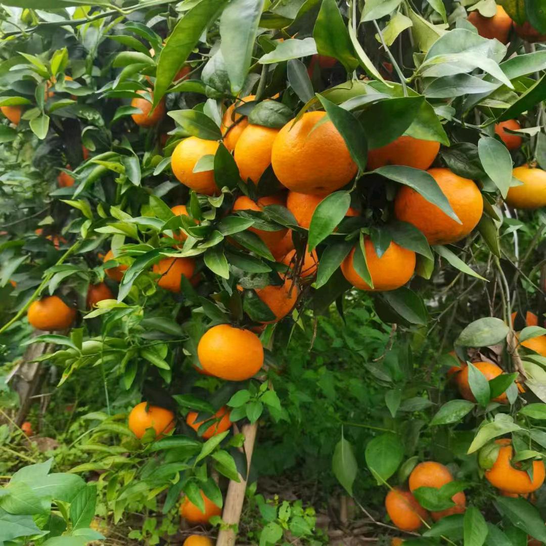 燕子养殖场～覃总