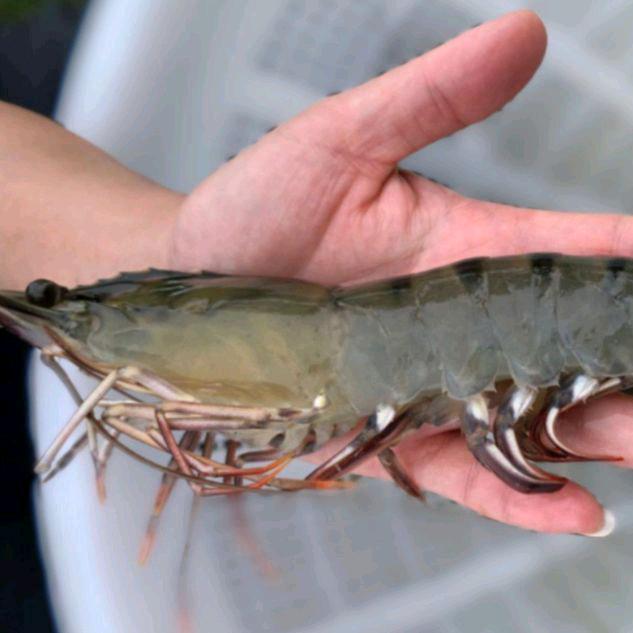 海集惠海鲜批发