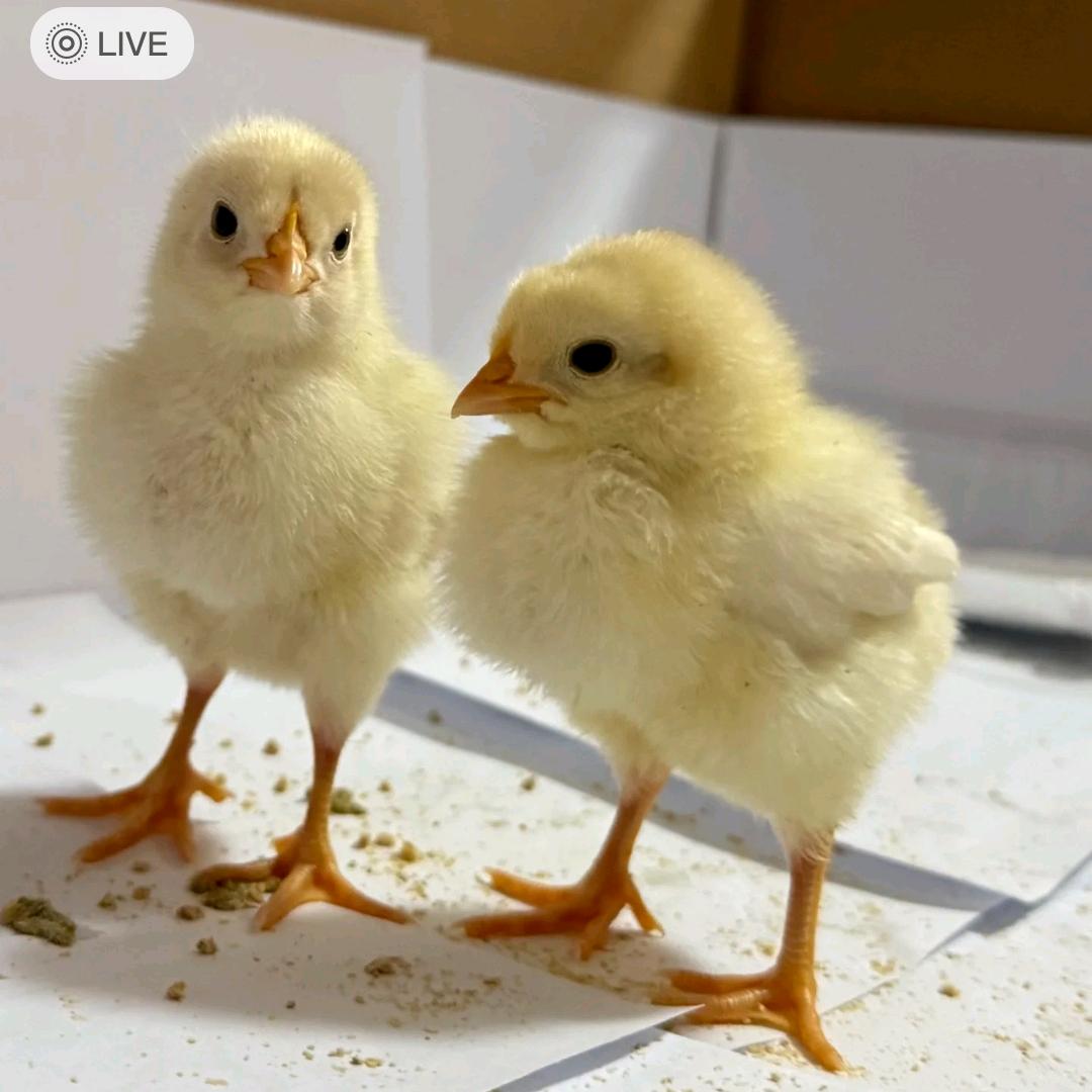 小鸡呆呆