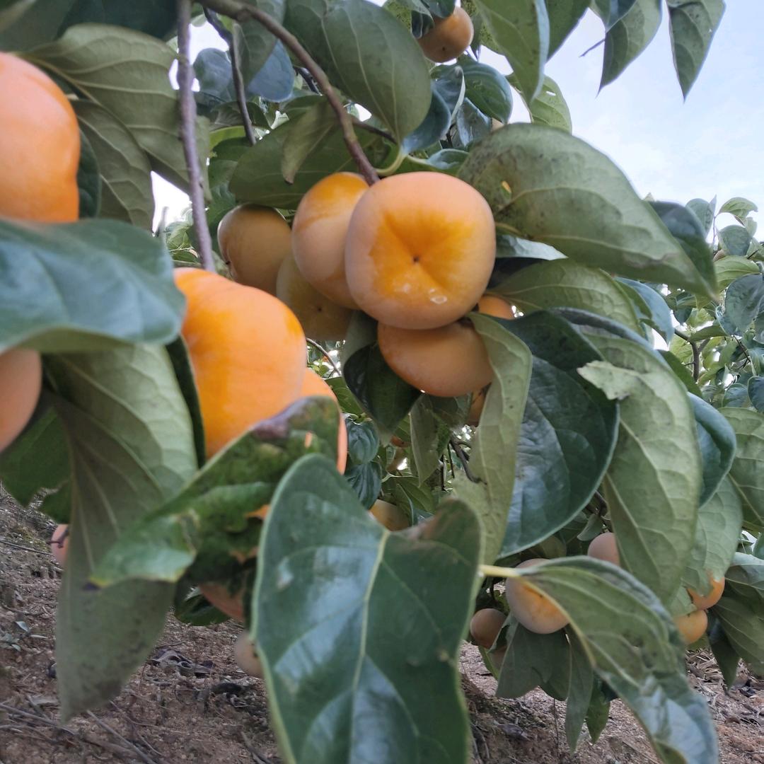 小杰 ✨✨✨✨🎉🎉❤