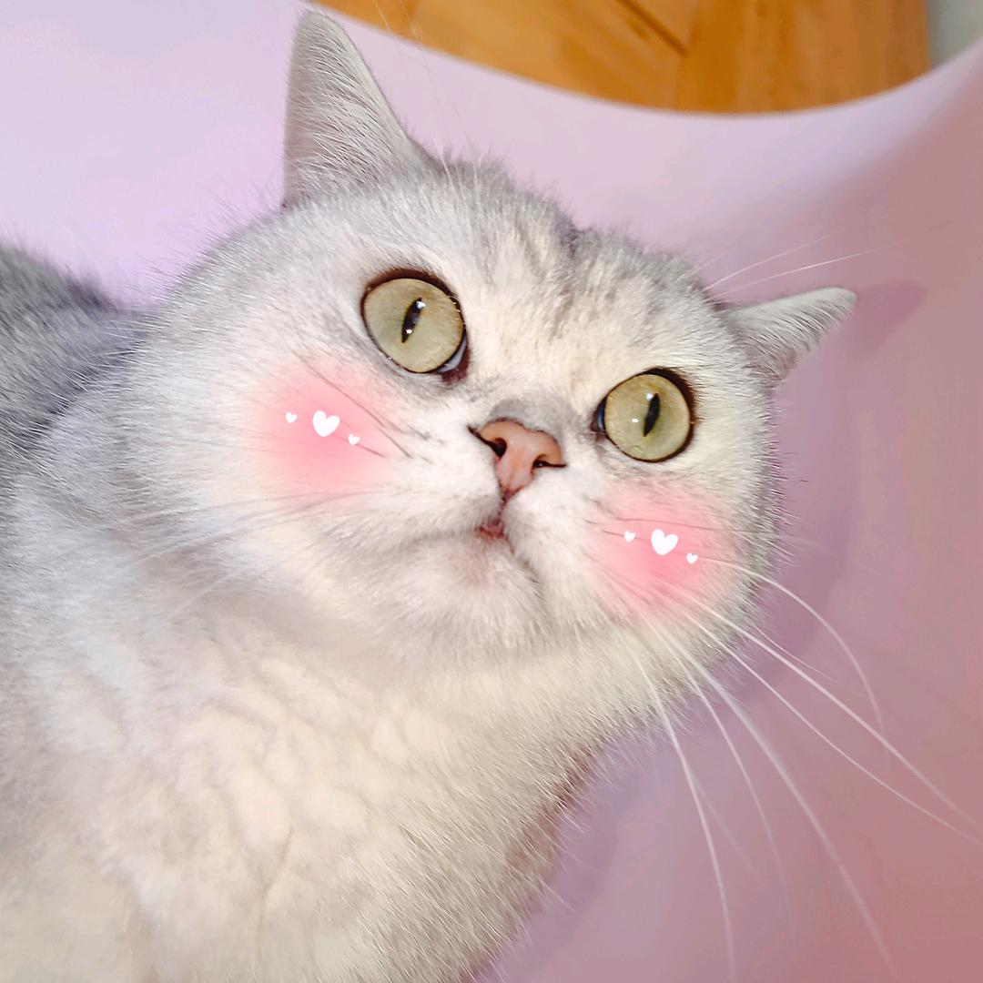 银渐层团团酱