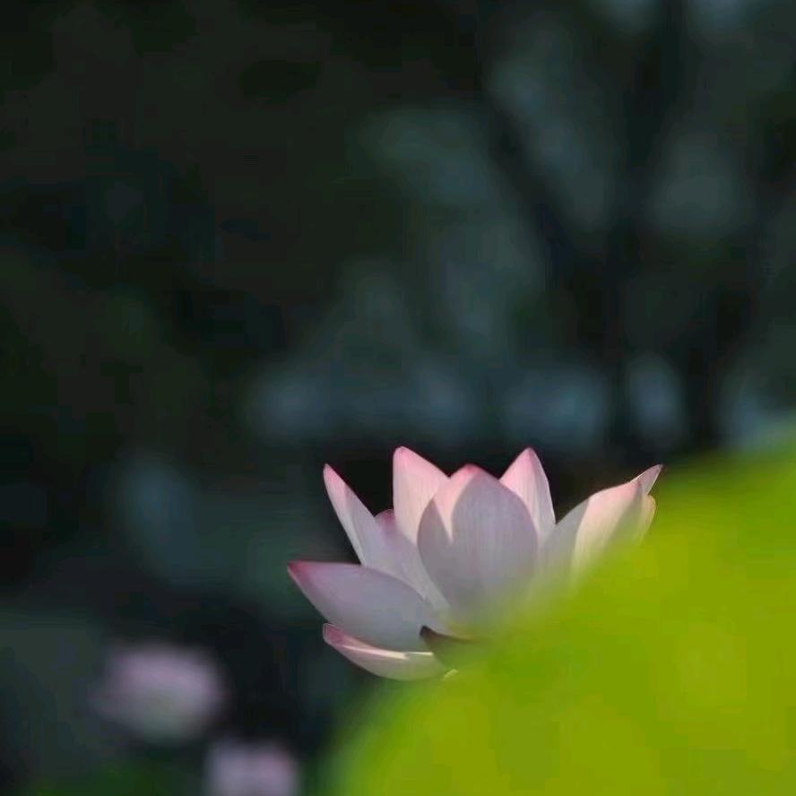 前程似锦🌸