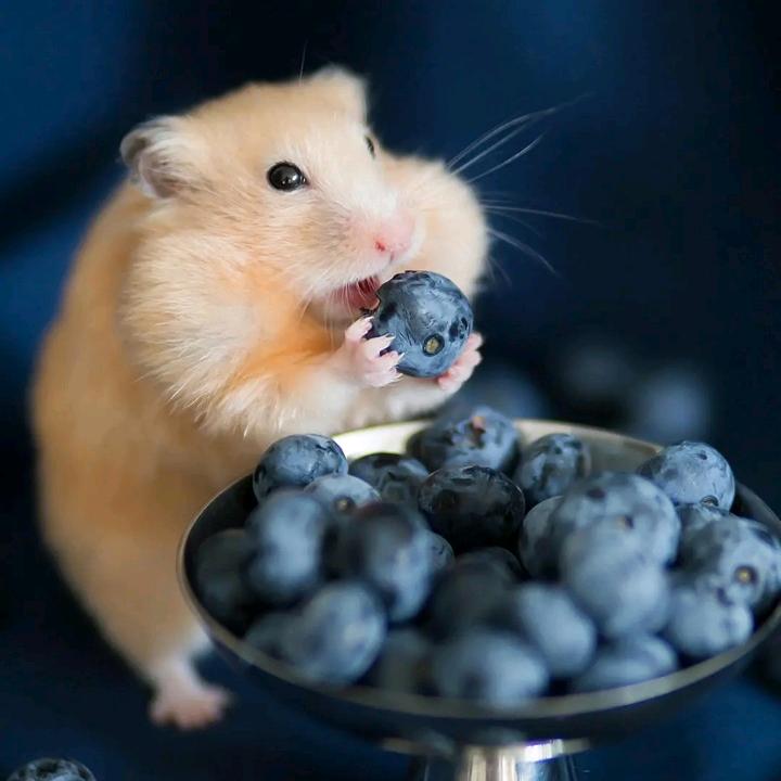 上饶移动涛涛手机维修中国移动(专营店)