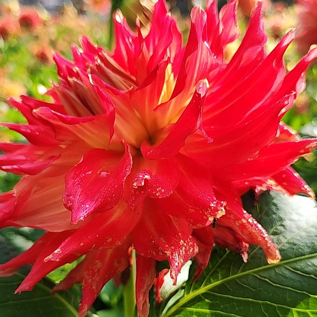 静水微阑
