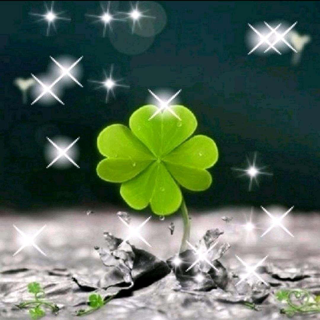 🍀媛