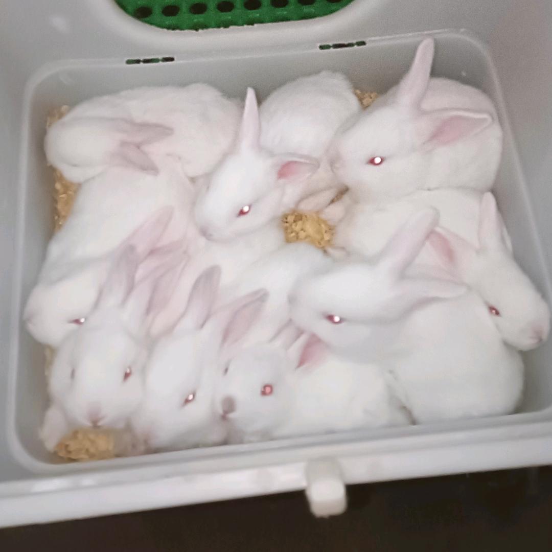 敏娃子鲜兔店南充剔骨兔