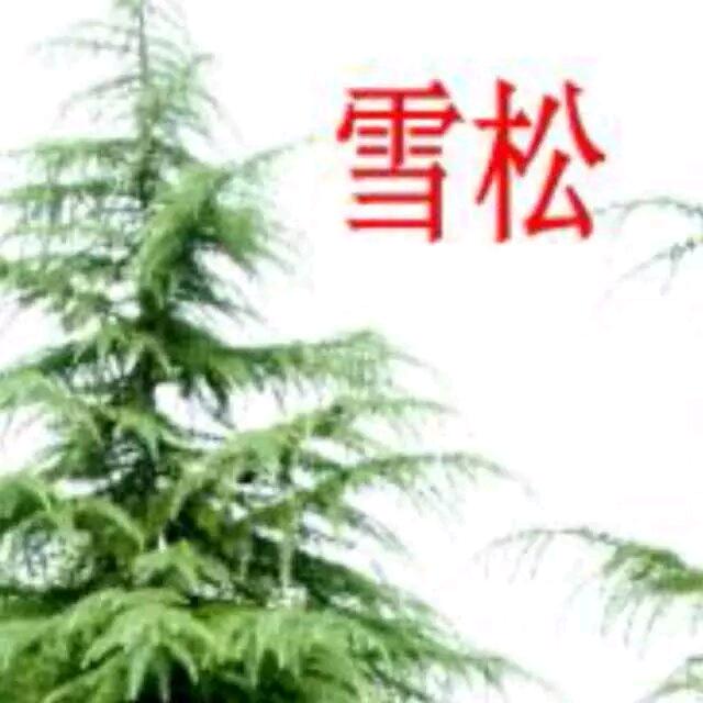 铜陵雪松