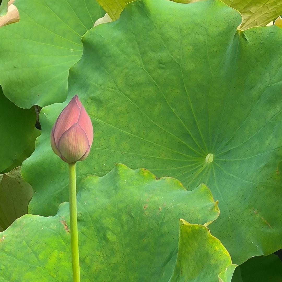 求实