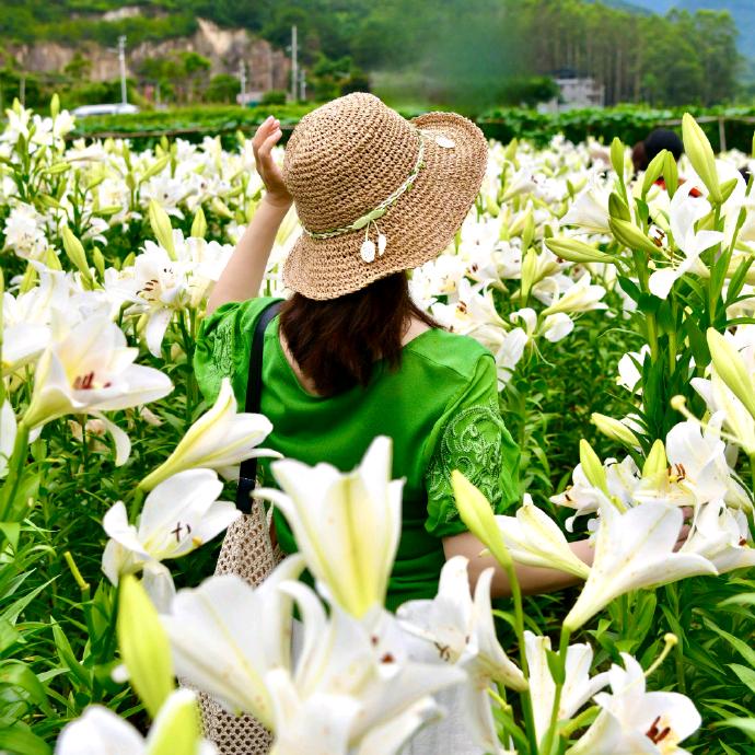 中科农创中药材种植