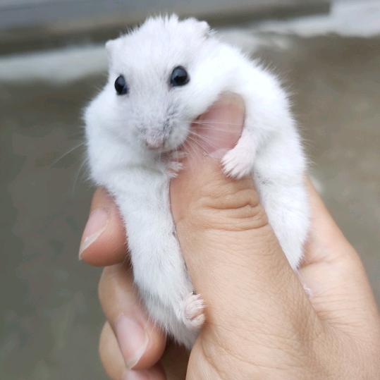 萌鼠姥姥