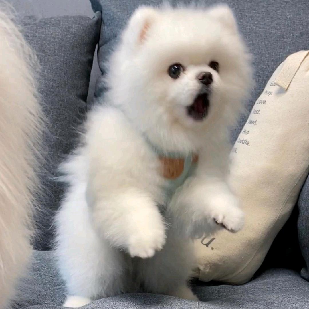 笑笑哈哈大笑（暗河传苏暮雨毒唯