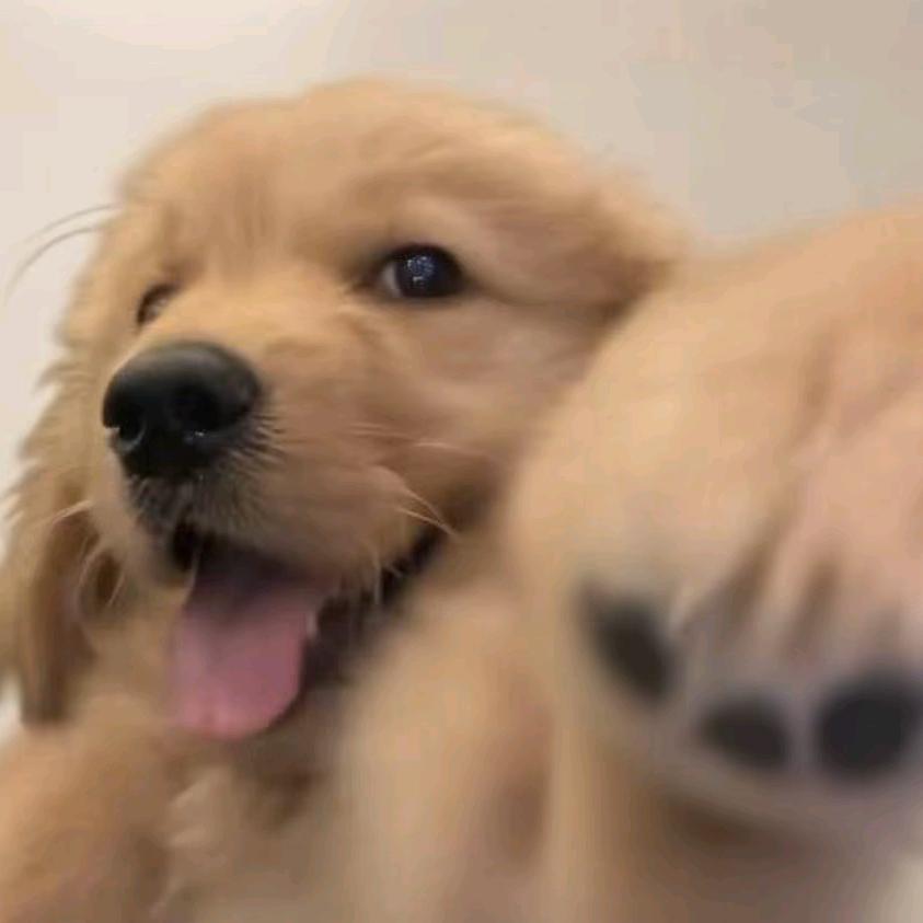 爱潜水的小鸭子
