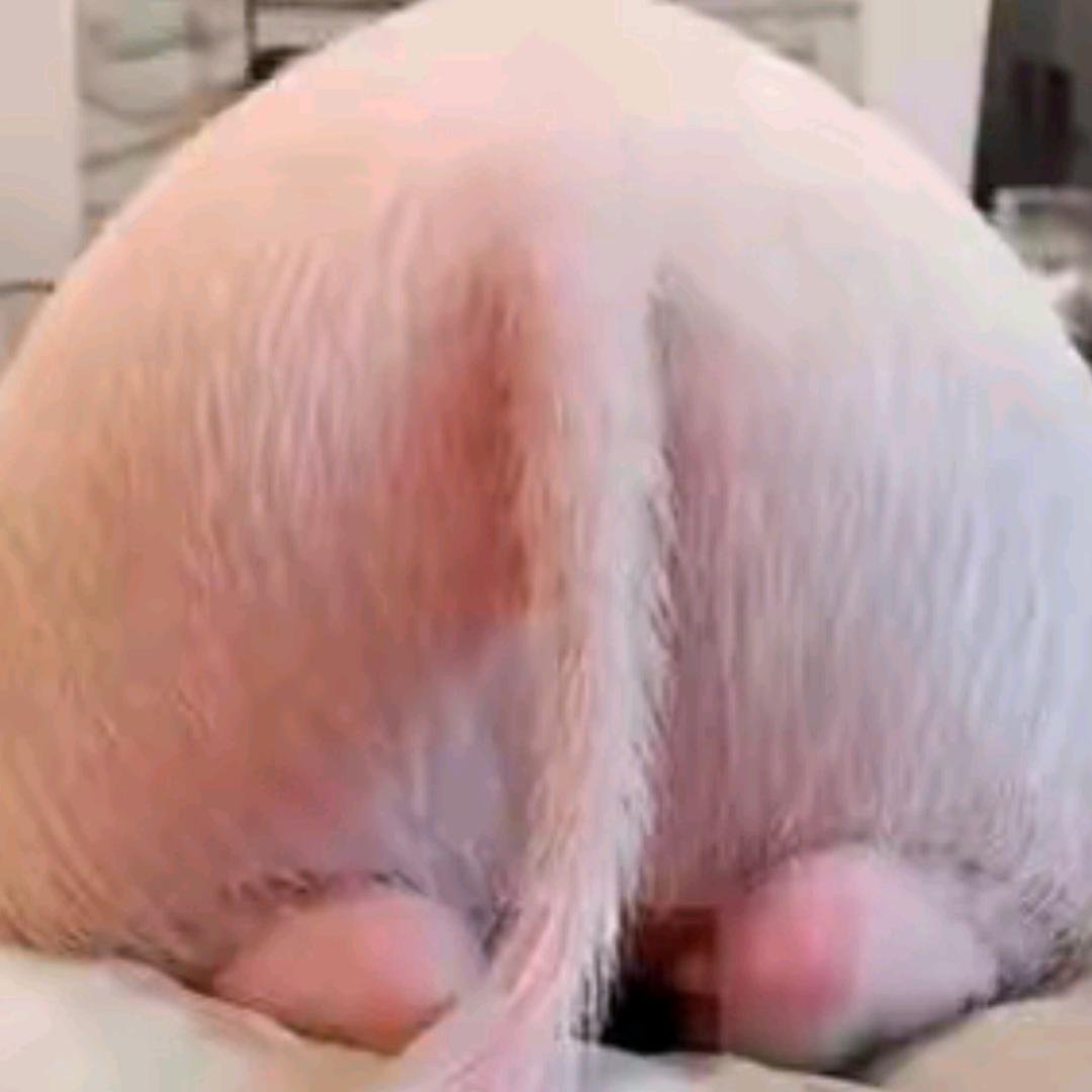 别把我腋毛🧣