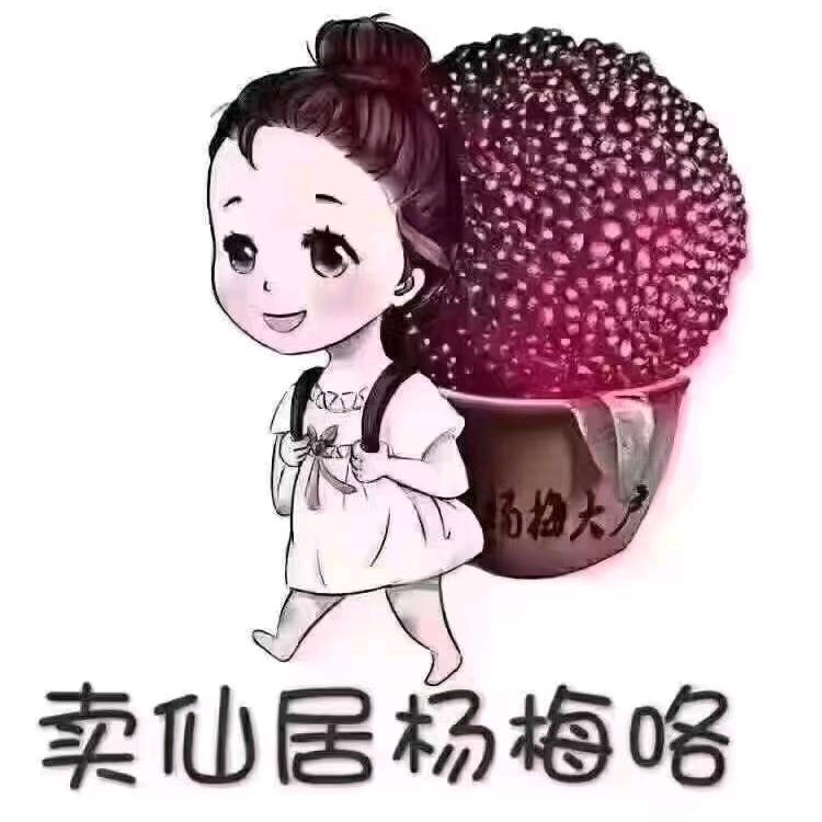 春芽杨梅合作社