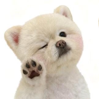 呆萌小逗逗
