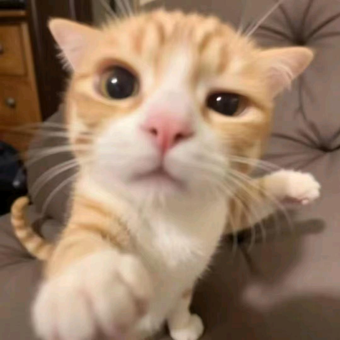 叉烧包