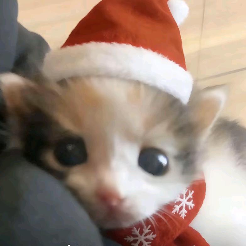 鱼仔🐟（限流版）