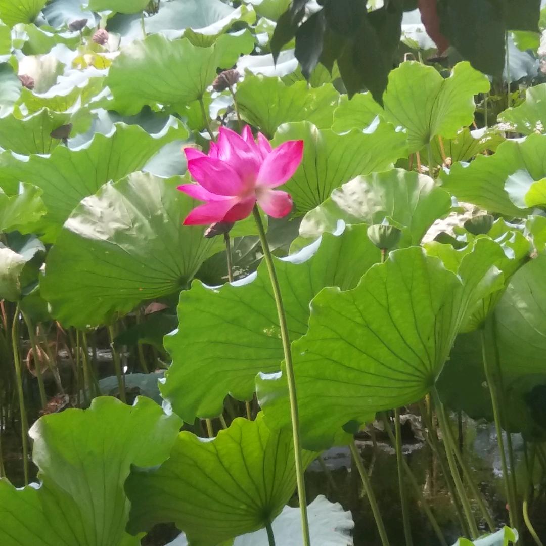 六月的雨