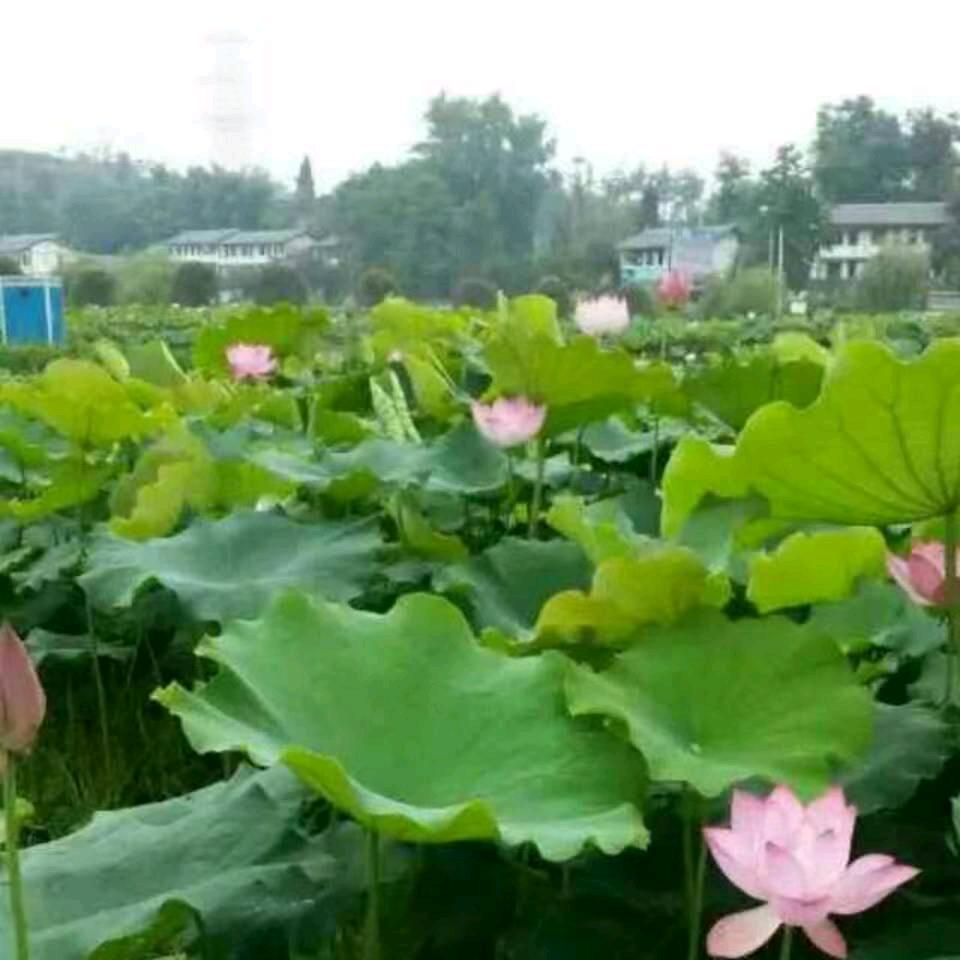 爱情算个球