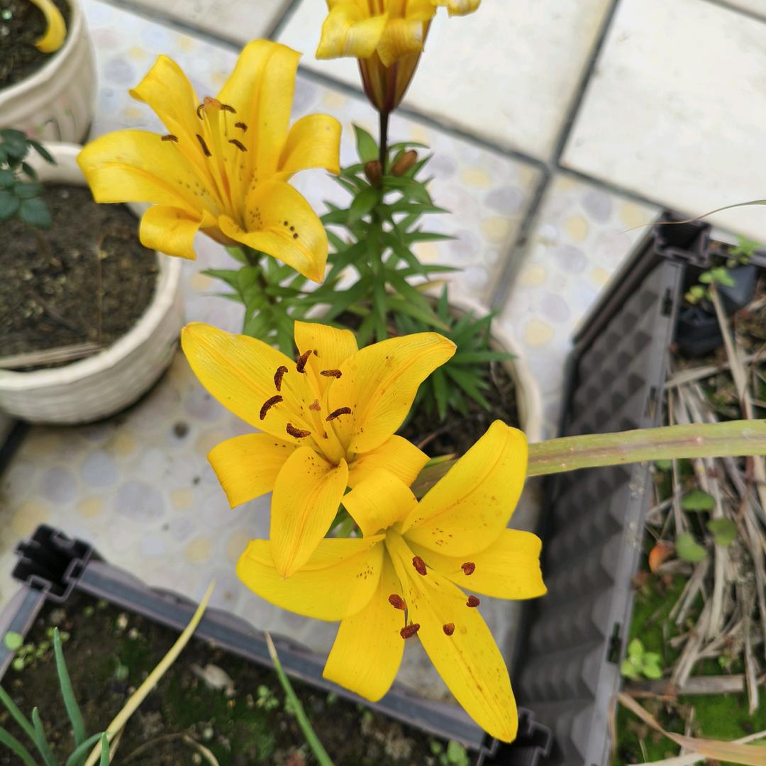 花🌸