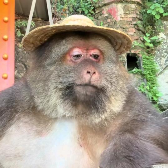 黄山丽景八元麻辣羊蹄《大肉面》