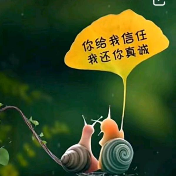 雨中百合dj