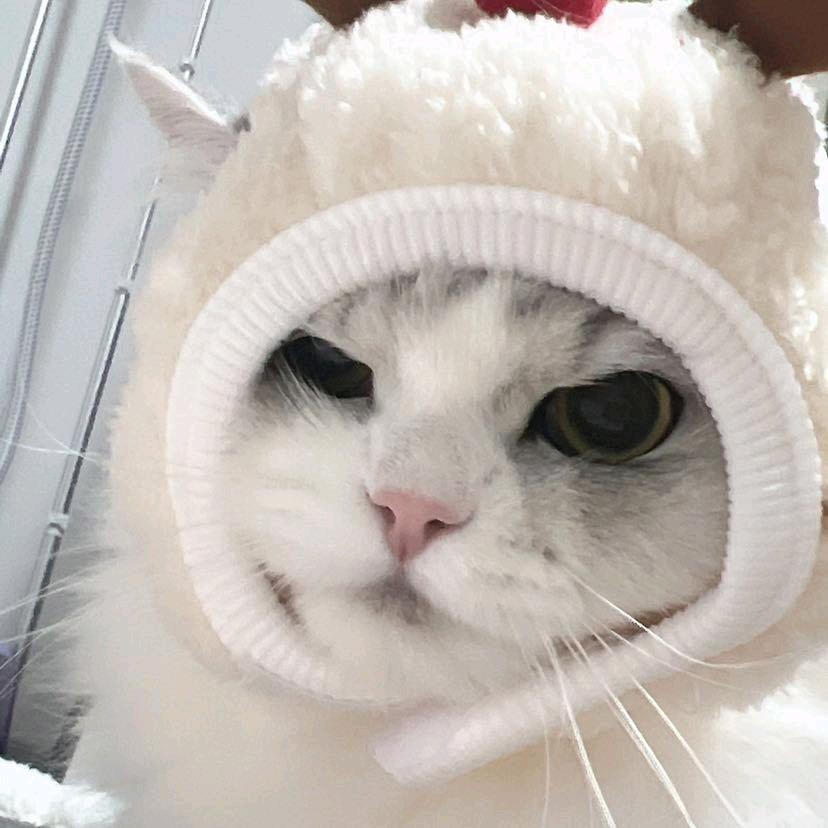 听小猫小狗碎碎念🥥