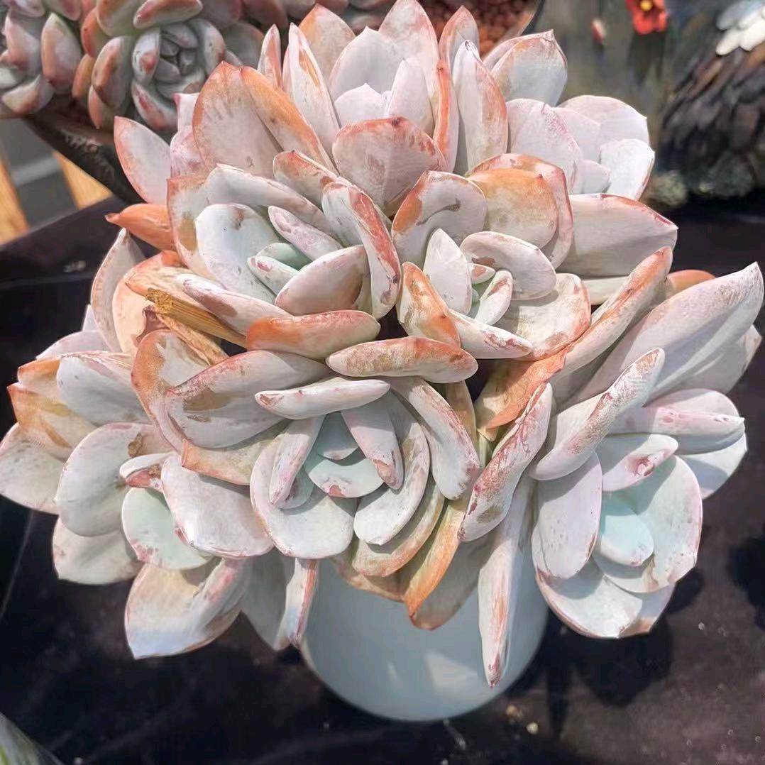 洋芋坨园艺