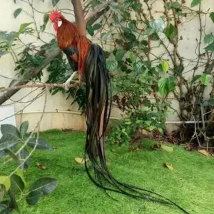 昴日轩观赏鸡养殖