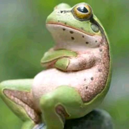 一只贫穷的蛤蟆🐸