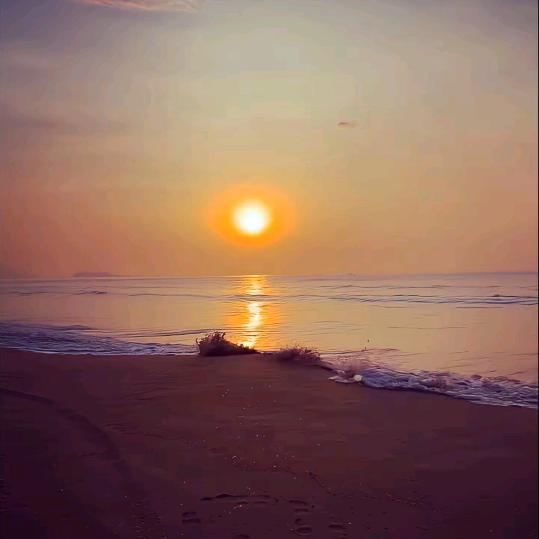 土狗繁殖基地余姚，长期收购批发