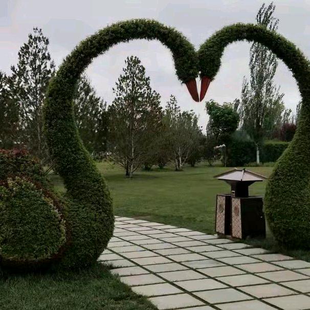 红枣茶