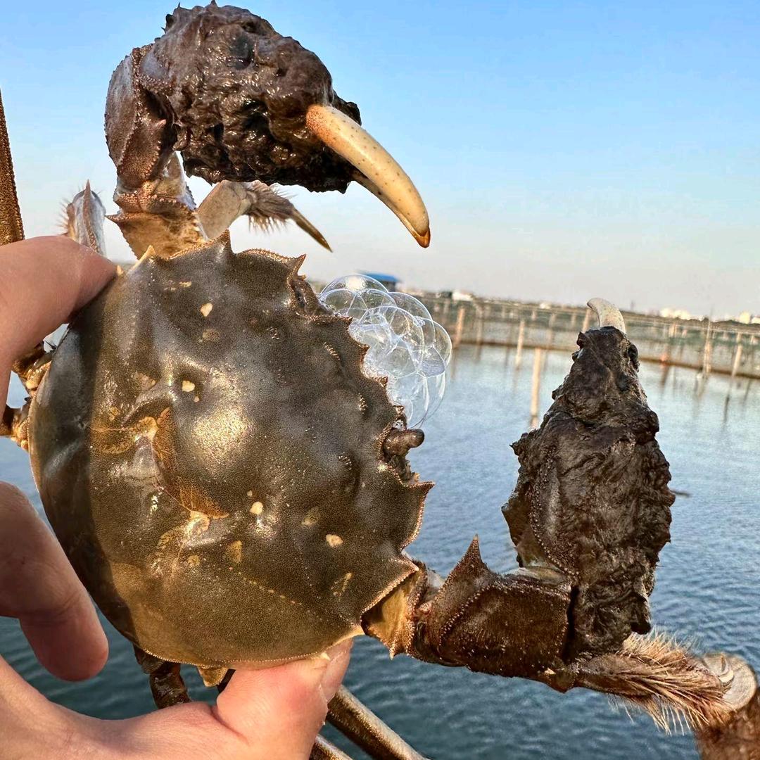 鲜蟹里🦀卖螃蟹的妹纸