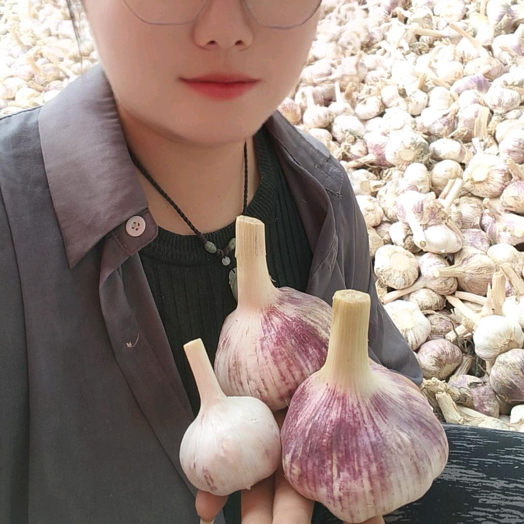 农村种地的小向